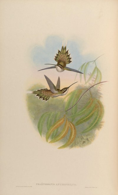 Phaethornis anthophilus 作： John Gould
